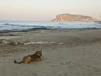 Sarıtaş - All Inclusive - 44