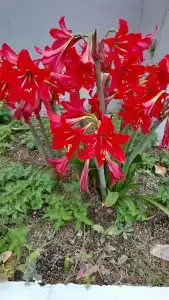 Grand Derin-All Inclusive - 22