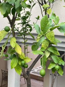 Club Cactus Fleur Beach - 32