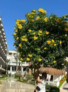 Sunrise Aqua Joy Resort - 19