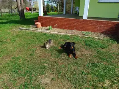 Guest house Karpolov Park - 19