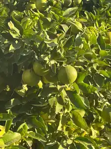 Antik Garden - All Inclusive - 94