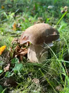 База отдыха Дубки - 53