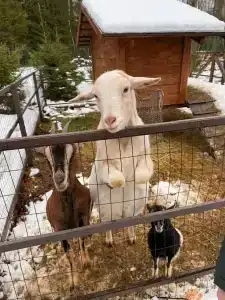 Glintwood Recreation Center - 6