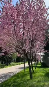 Swissôtel Wellness Resort Alatau - 23