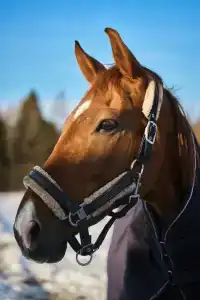 Usad'ba Chetyire Sezona - 25