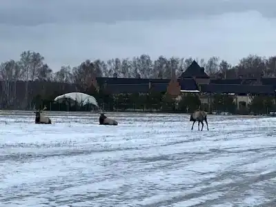 La Ferme de Reve - 54