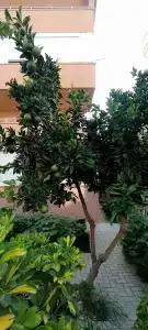 Kleopatra Ramira - All Inclusive - 13