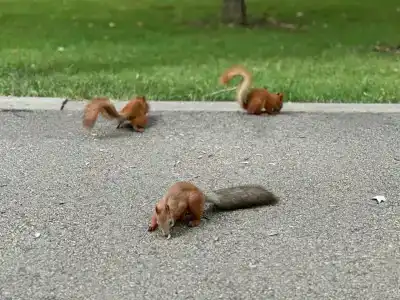 Okzhetpes Sanatorium - 85