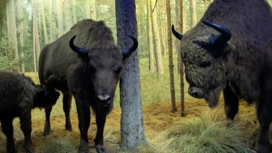 Complex Kamenyuky - 4