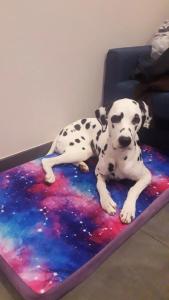 Rockit (Рокит Хотел) - 84