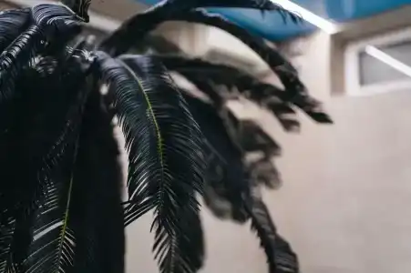 Boutique-Corona - 24