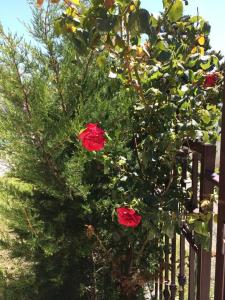 Horizont Apartments - 15