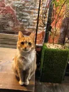 Victoria Lidval - 18