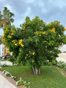 Maritim Jolie Ville Resort & Casino - 98