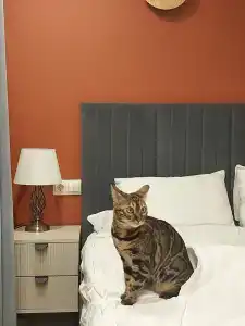 Гоголь Хауз - 14