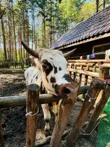 Lesnaya skazka - 31