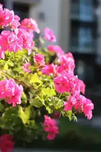 Gostinechniy Kompleks Lyubim - 43