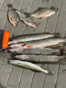 Club Gold Fish - 73