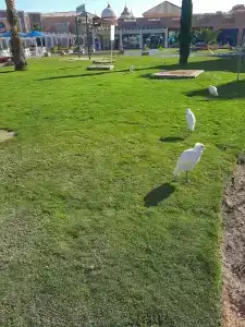 Pickalbatros Aqua Park Resort - - 42