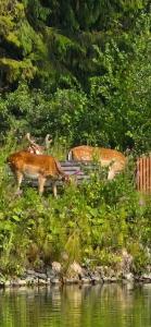 Usad'ba Ohotnika - 16