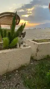 Labranda Alantur - 29