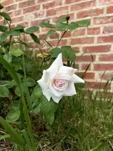 Alpha Garden Guest House - 22