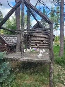Lesnaya skazka - 52