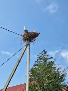 Belovezhskaya pushcha №2 - 42