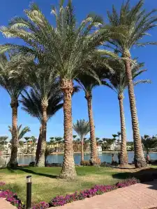 Pharaoh Azur Resort - 23