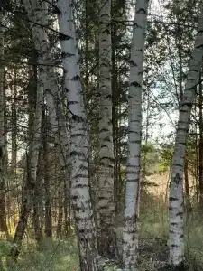 Mitino Health Resort - 61