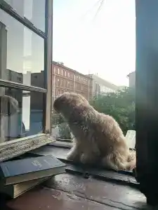 Koryushka Poshla - 35