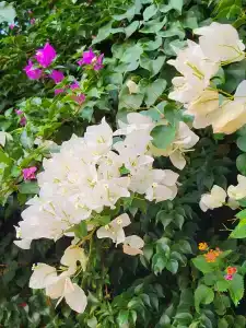 Aydinbey Gold Dreams - Ultra All Inclusive - 37