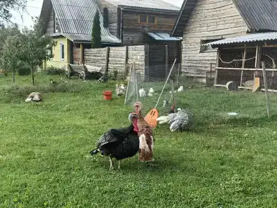 Hutor Bliz Grumbinentov Tourist base - 24