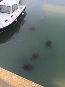 Sultan of Side - All Inclusive - 29