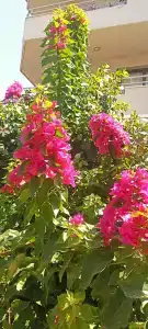 Pasa Garden Beach - 7