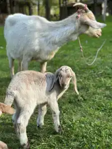 Ethno-Usadba Tourist base - 4