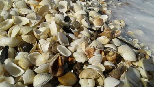 Dolphin Apart & - 23