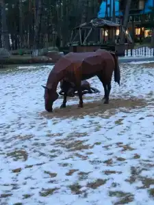 Lesnaya Opushka Tourist base - 7