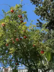 Gardenia Beach - All Inclusive - 41