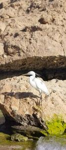 Sharm Club Beach Resort - 47