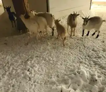 Peski country club - 30