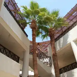 Falcon Naama Star - 30