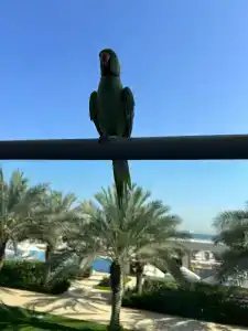 Riu Dubai Beach Resort - All Inclusive - 39