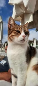 Sandy Beach - All Inclusive - 42