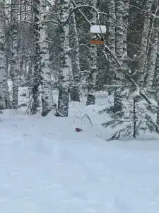 Polyana Solntsa Tourist base - 50