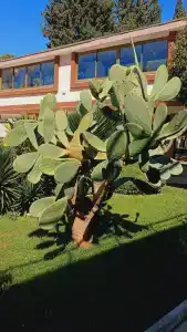 Asteria Collection - 45