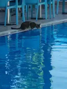 Kleopatra Ramira - All Inclusive - 42