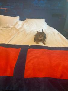 Rockit (Рокит Хотел) - 47