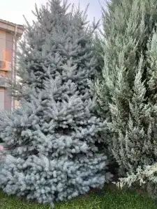 Жемчужина - 7